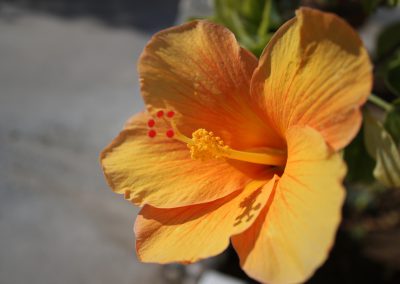 The hibiscus flowers of the garden